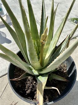 Large Oleo Vera Plant In Pot 