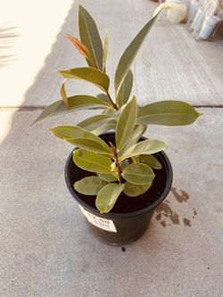 Black Java Plum (Jamun) Fruit Plant