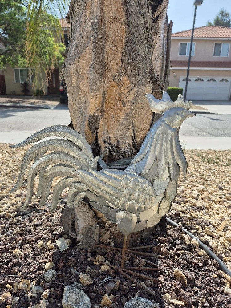 Rooster 🐓
