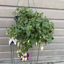 8” purple fuchsia plant