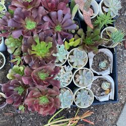 Succulents