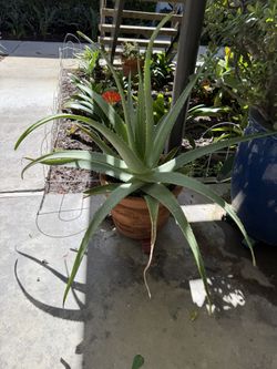 Mature Aloe Plant in 10” Decorative Clay Pot