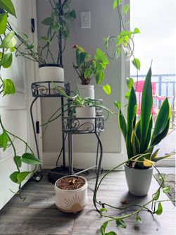 Plants and planters plus stand