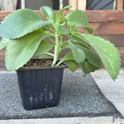 Planta De Mala Madre 