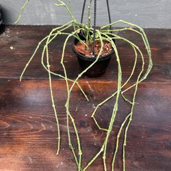 Super Uncommon Bundle Of Sticks Plant - Shipping Available 