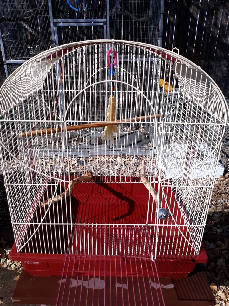 Small parolett, parakeet, lovie cage