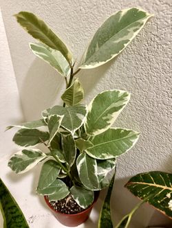 ❤️Variegated Ficus elastica 'Tineke' rubber plant❤️21” HEIGHT❤️PLS READ DESCRIPTION 