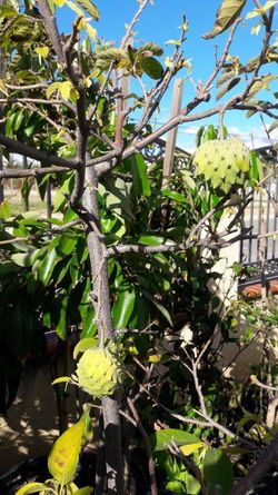 Sugar apple tree