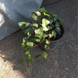 Ivy Plants In Pot Decorative Green Plant Easy To Care For