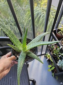 Aloe plant for sale