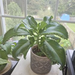 Mother Of Thousands Plant