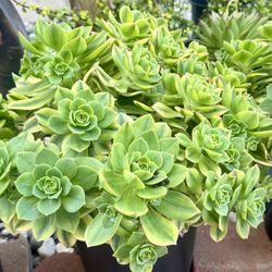 Aeonium Florence, Lily Pad, 