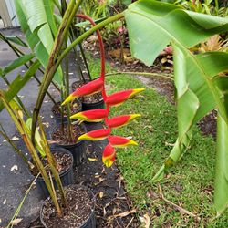 Heliconia Rostrata "Lobster Claw"