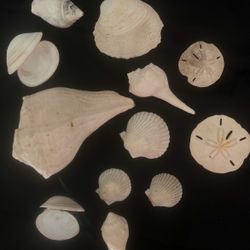 Sea shell Set For Aquarium Or Home Decoration