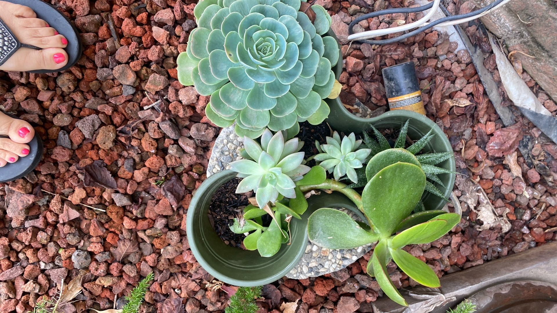 Plants Succulents
