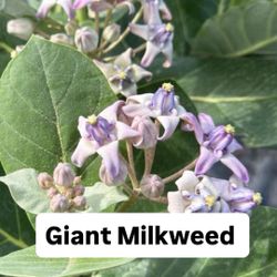 🦋 Plant: Giant Milkweed