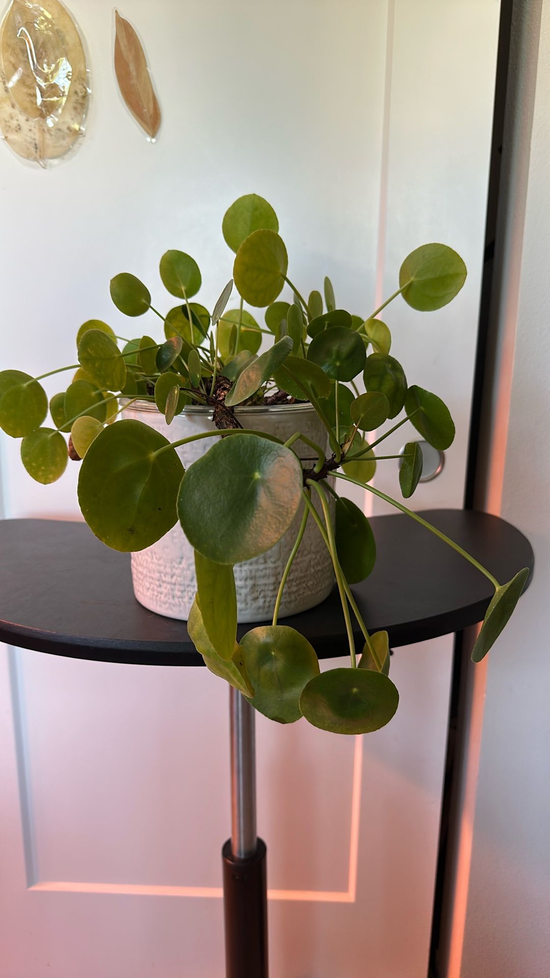 Chinese Money Plant With 8inch Ceramic Pot