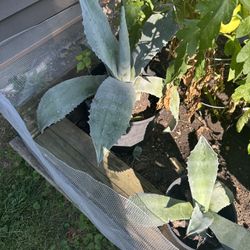 Maguey