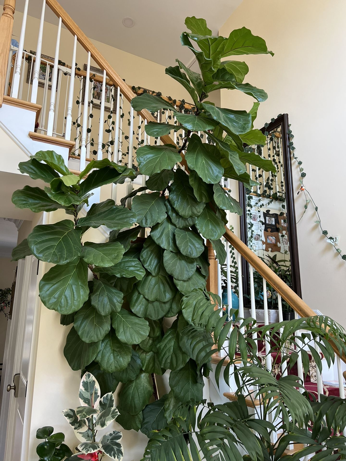 Fiddle Leaf Fig Tree