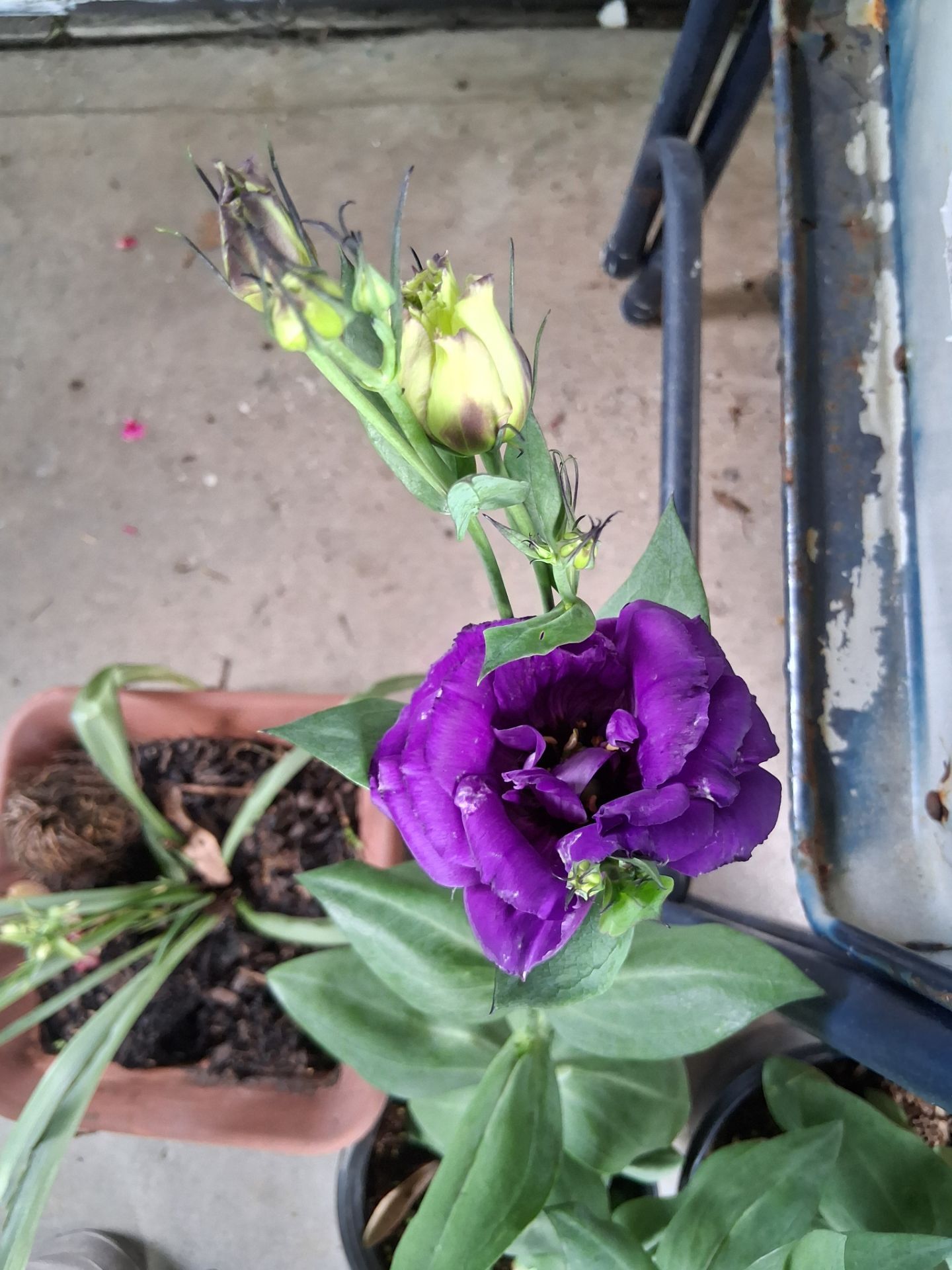 Plantas