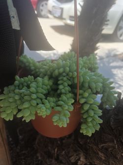 Donkey tail plant