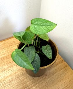 Cebu blue pothos plant