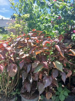 Copper leaf hedges 7gl $16