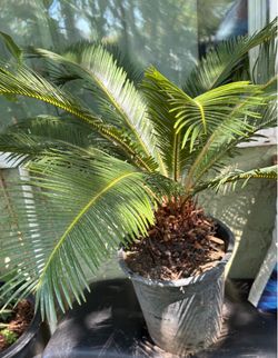 Sago Palm