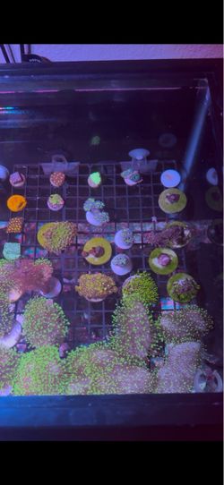 Leather corals