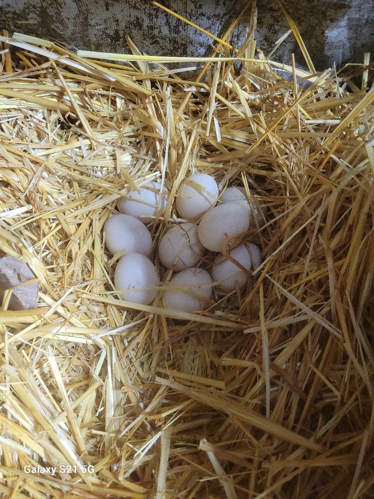 Dozen Fresh Duck Eggs. $8 Dozen