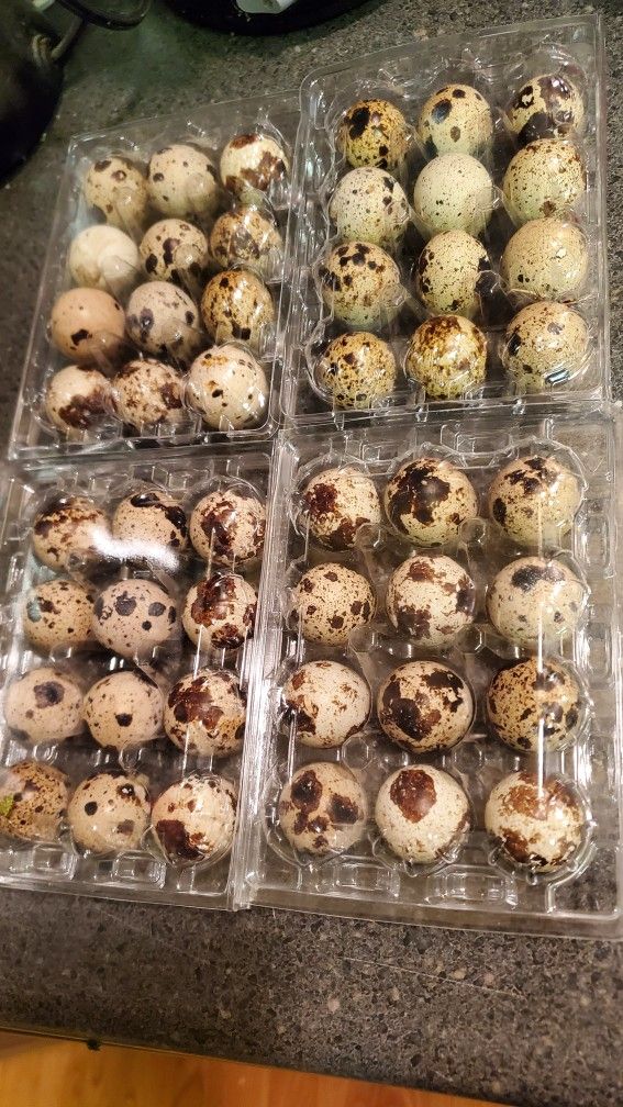 $ Quail Eggs 4 Dozen X $10