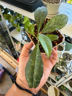 Hoya Crassipetiolata Splash, 3 inch plant