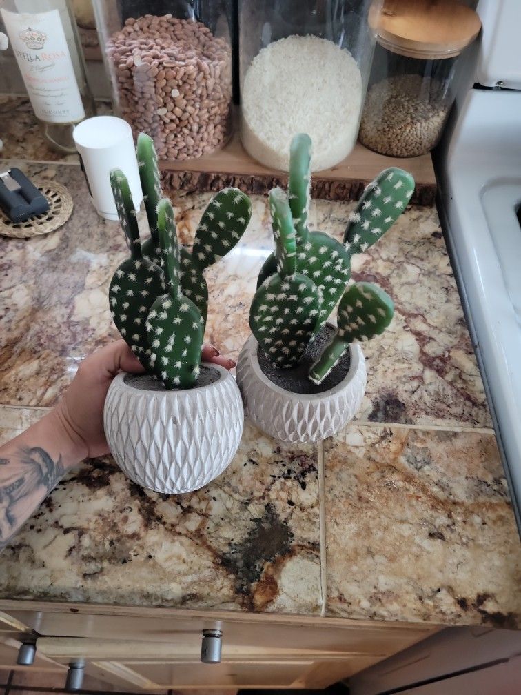 Home Decor Cactus