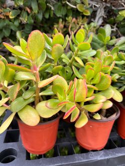 Jade plants