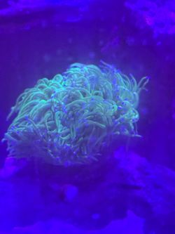 Blue tip torch coral