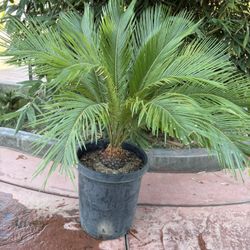 Beautiful Sago Palm For Sale