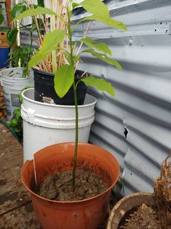 Avocado Tree
