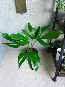 Rhaphidaphora  dragon tail  plant
