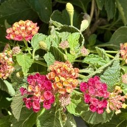 🩷BEAUTIFUL Lantana Plant AVAILABLE IN MANY colors🩷PLS READ DESCRIPTION 