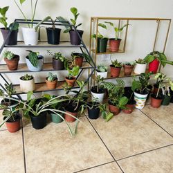 Small plants 5 each  