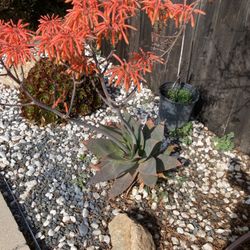 Succulents 
