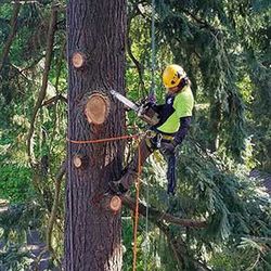 Tree Contractor 