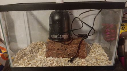 10 Gallon Tank Everything Included