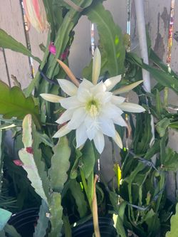 Orquídea cactus