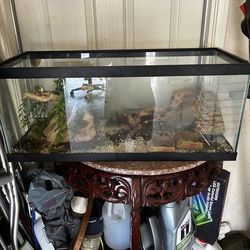 Lizard tank