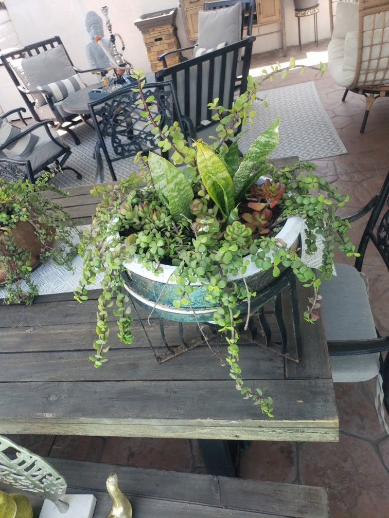 Beautiful succulent arrangement