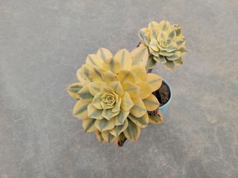 Beautiful Aeonium Sunburst Succulent w/ Pot