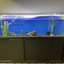 135 G Aquarium fist Tank & Stand + Extras!