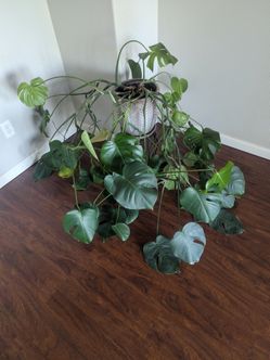 Monstera deliciosa