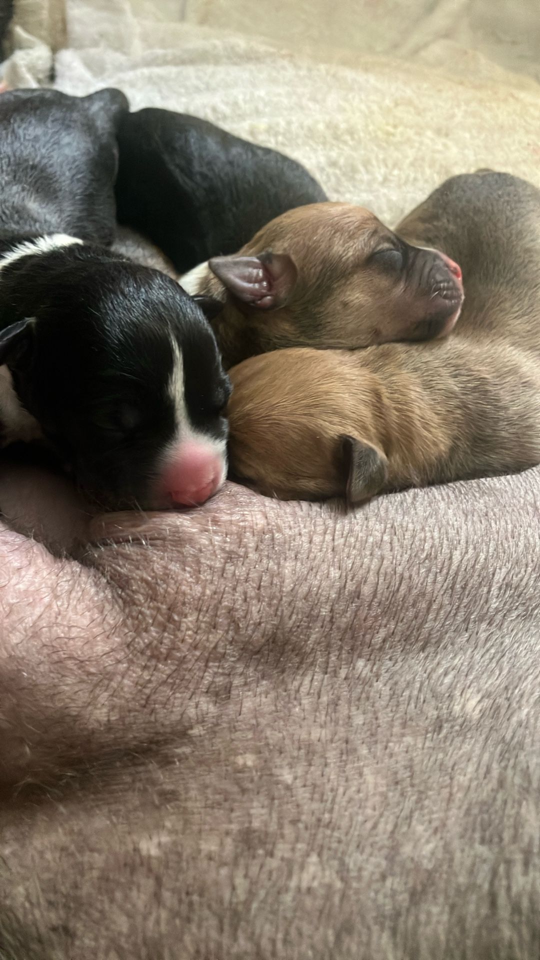 Put Bull Mixed With Rottweiler Dogs For Sales